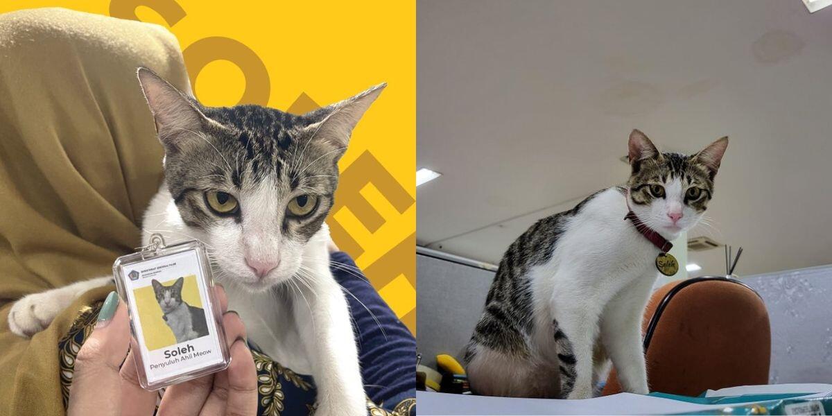 Sekilas Tentang Soleh, Kucing yg Dipekerjakan Sebagai Pegawai Pajak di KPP Serpong