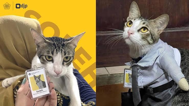 Sekilas Tentang Soleh, Kucing yg Dipekerjakan Sebagai Pegawai Pajak di KPP Serpong