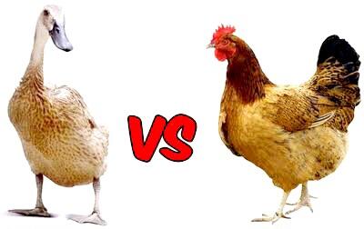 Kalau Ceker Ayam Bisa Populer, Kenapa Ceker Bebek Tidak?